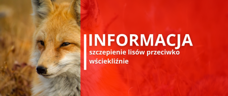 Ochronne szczepienie lisów w województwie podkarpackim - akcja dodatkowa